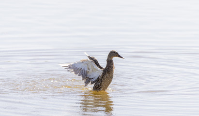 mallard, ana platyrhynchos