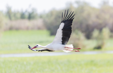 write stork, ciconia ciconia