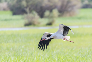 write stork, ciconia ciconia