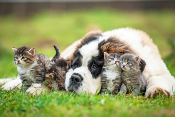 Saint bernard puppy with three little kittens