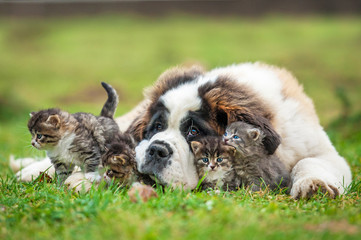 Saint bernard puppy with three little kittens