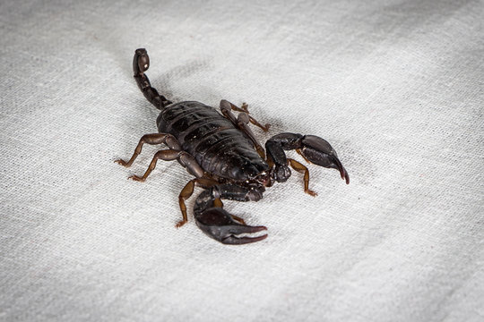 Photo of the scorpion