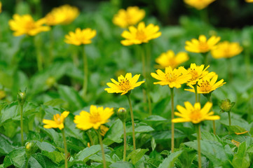 Yellow Cosmos in public garden.