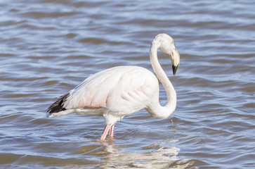 phoenicopterus ruber, greater flamingo