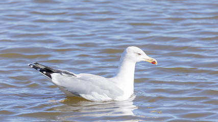 Fototapeta na wymiar larus argentatus, herring gull