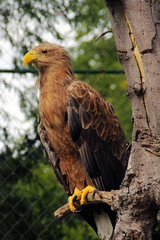 Brown eagle