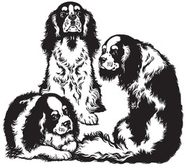 three spaniels black white