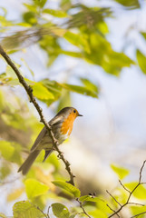 erithacus rubecula, robin