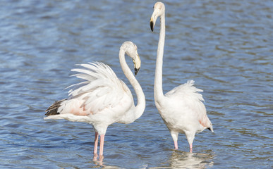 phoenicopterus ruber, greater flamingo