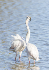 phoenicopterus ruber, greater flamingo