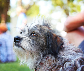 Naklejka na ściany i meble a cute terrier mix in the grass