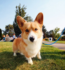  a cute dog in the grass at a park during summer