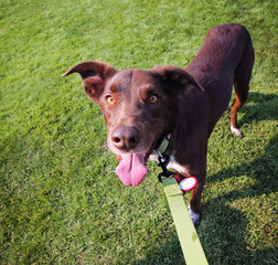  a cute dog in the grass at a park during summer