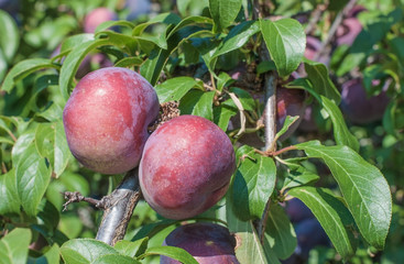 plums