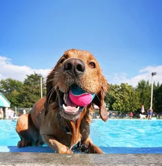 Fototapeten a dog having fun at a local pool  © annette shaff