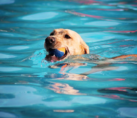 a dog having fun at a local pool 