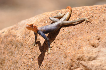 Eidechse mit orangem Kopf