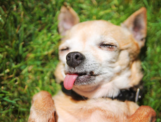  a cute chihuahua laying in the grass with his tongue out