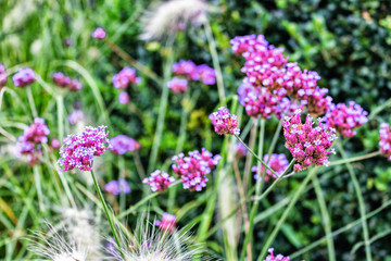 Purple flowers on green