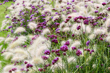 Purple flowers on green
