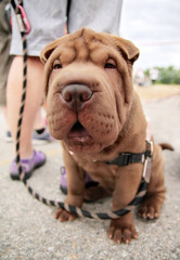  a tiny shar pei puppy sitting on the ground smiling at the came