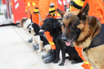 Naklejka premium rescue dogs