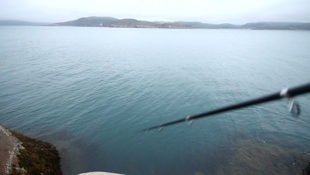 haddock on a rod on sea fishing in Scandinavia