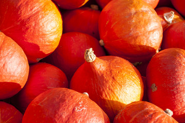 red roter Hokkaido cucurbita pumpkin pumpkins from autumn harves