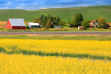 Rapeseed fields near Palouse in eastern Washington state