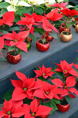 Red and white poinsettia flowers