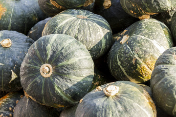 Green Grüner Hokkaido cucurbita pumpkin pumpkins from autumn ha