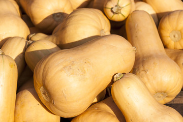 Butternut Butternuss cucurbita pumpkin pumpkins from autumn harv