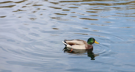 Male mallard duck and rippled water