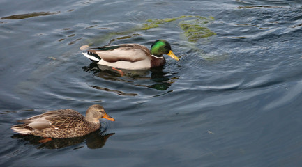 Mating Pair of Mallard Ducks