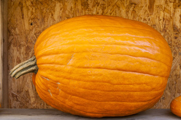 Halloween big Halloween cucurbita pumpkin pumpkins from autumn h