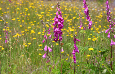 Close up shot of Foxglove flowers