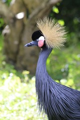 Fototapeta premium West african crowned crane