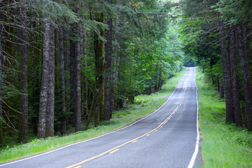Scenic forest road in Washington state