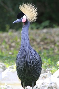 West African Crowned Crane