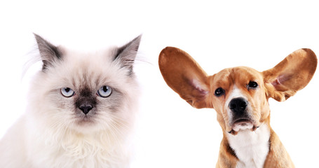 Cat and beagle dog isolated on white