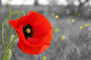 Red poppy flower outdoors