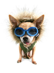 a cute chihuahua with a winter coat and goggles on