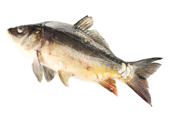 Fresh carp fish isolated on white