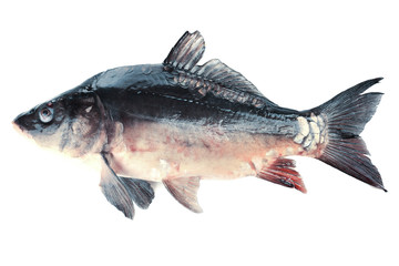 Fresh carp fish isolated on white