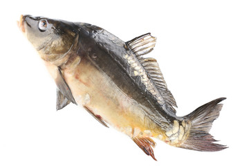 Fresh carp fish isolated on white