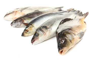Fresh fish isolated on white