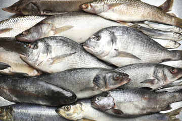 Fresh catch of fish close-up