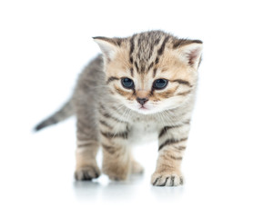 Fototapeta na wymiar walking kitten cat isolated on white