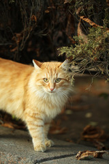 Fototapeta na wymiar Beautiful big cat, outdoors