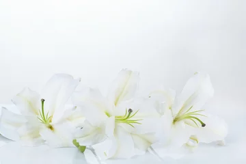 Foto op Plexiglas Waterlelie Mooie lelie geïsoleerd op wit